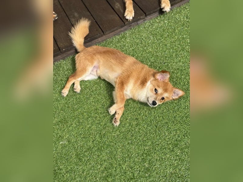 Bamju - klein, verspielt, liebevoll