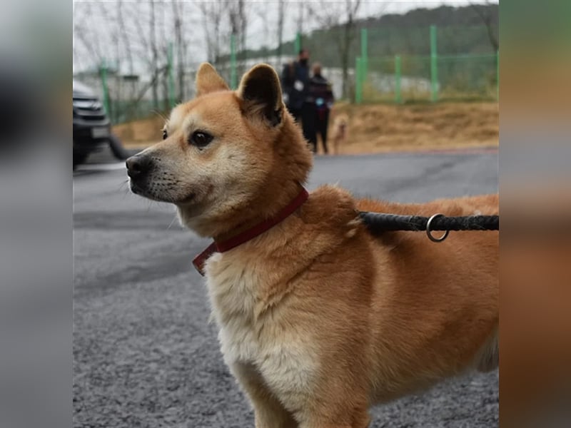 Lotshi, ein kleiner Rüde, etwas zurückhaltend,7 Jahre sucht ein schönes Zuhause