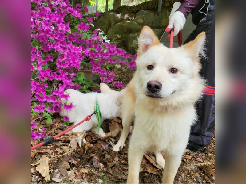 Royce ein flauschiger Rüde, ca.3 Jahre alt,ca 15 Kg,sucht Traumzuhause