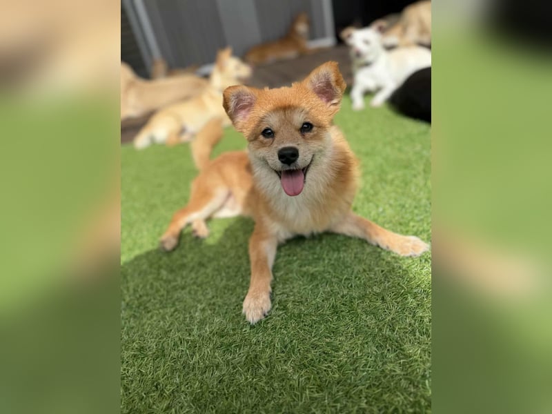 Bamju - klein, verspielt, liebevoll