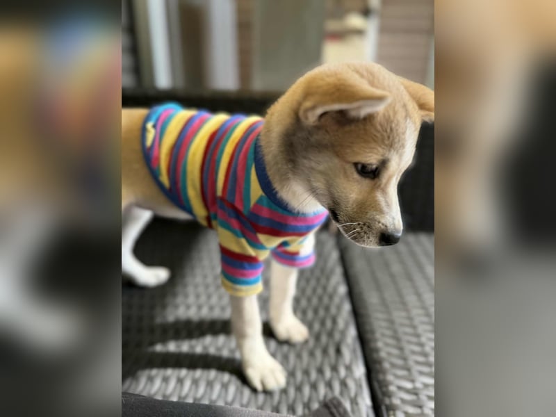 Kaebi, niedliches Welpenmädchen