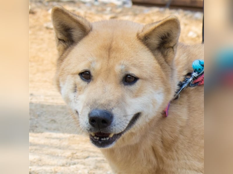 Flo  superliebe shiba mix-Hündin,Ca.20 kg,sucht wundervolles Zuhause