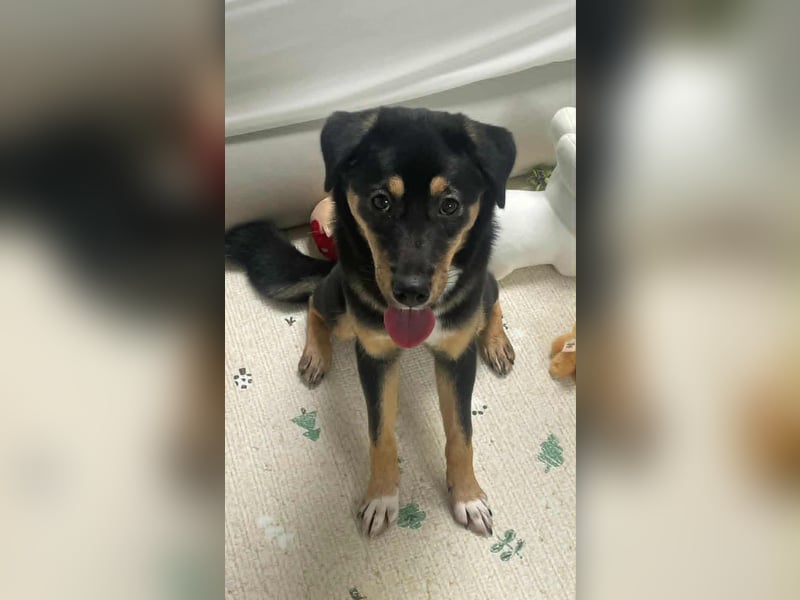 Oreo, verspieltes, junges Hundemädchen