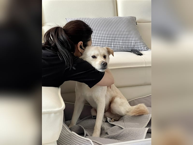 Porthos, 6 Jahre, ca 17 kg. kinderfreundlich,sucht ein tolles Zuhause