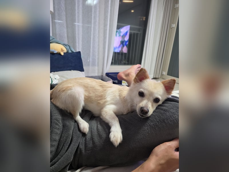 Jisoon, kluge, sehr menschenzogene Hündin