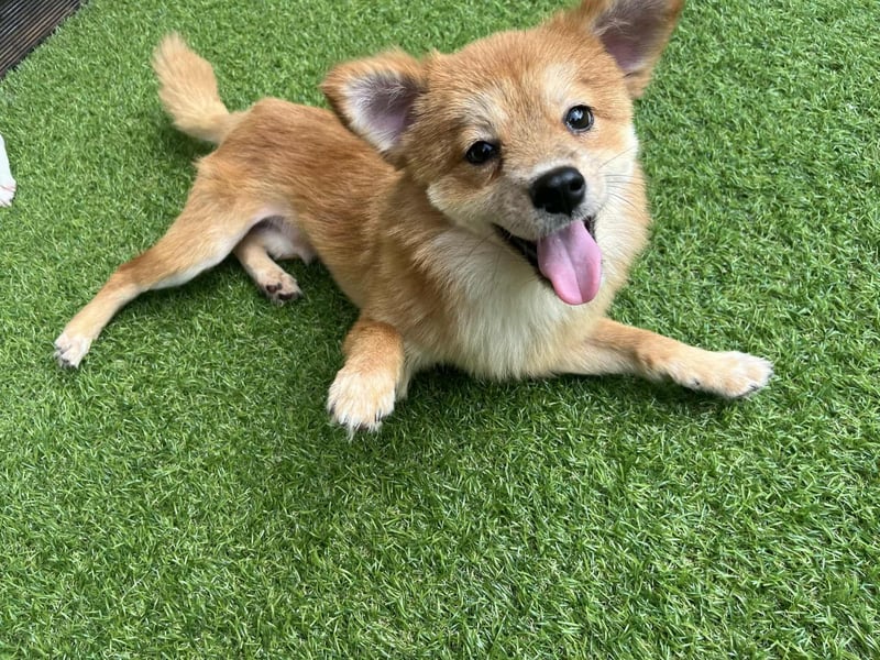 Bamju - klein, verspielt, liebevoll