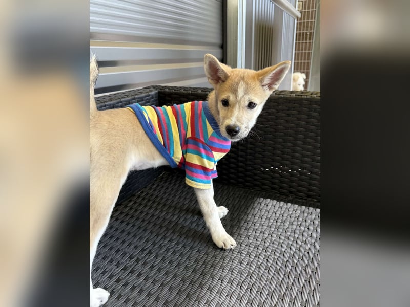 Kaebi, niedliches Welpenmädchen