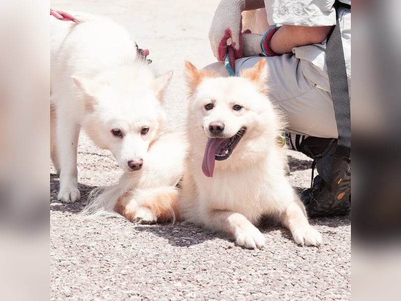 Royce ein flauschiger Rüde, ca.3 Jahre alt,ca 15 Kg,sucht Traumzuhause