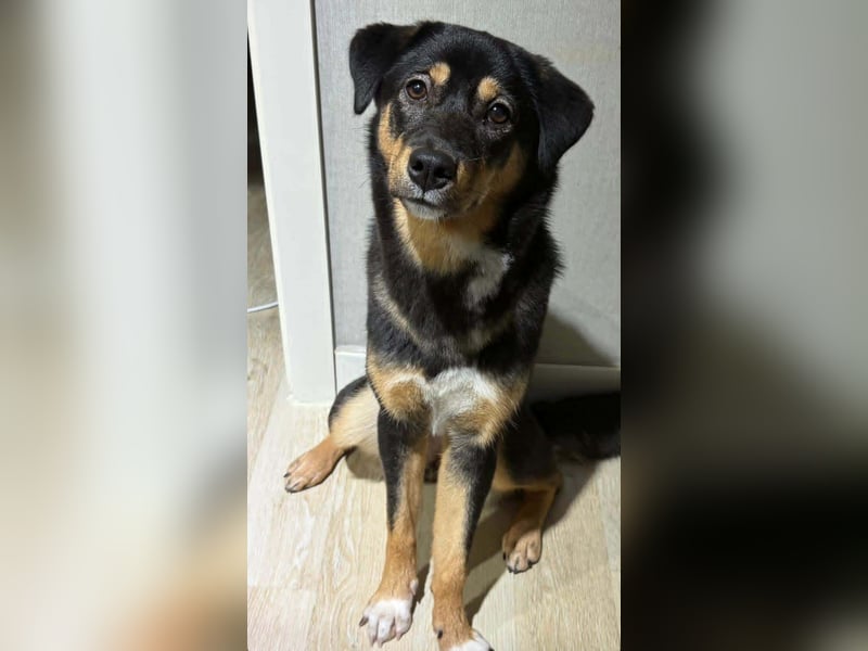 Oreo, verspieltes, junges Hundemädchen