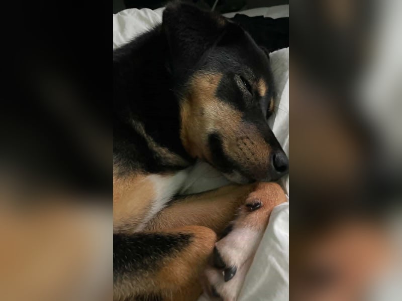 Oreo, verspieltes, junges Hundemädchen