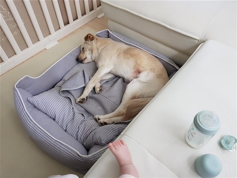 Porthos, 6 Jahre, ca 17 kg. kinderfreundlich,sucht ein tolles Zuhause