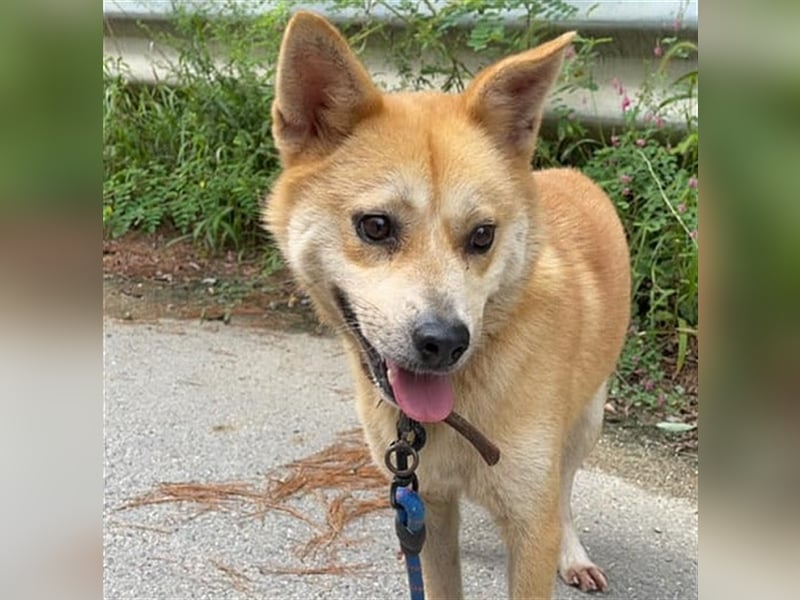 Lotshi, ein kleiner Rüde, etwas zurückhaltend,7 Jahre sucht ein schönes Zuhause