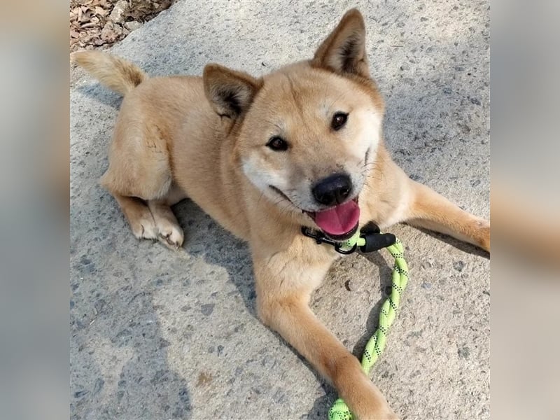 Flo  superliebe shiba mix-Hündin,Ca.20 kg,sucht wundervolles Zuhause