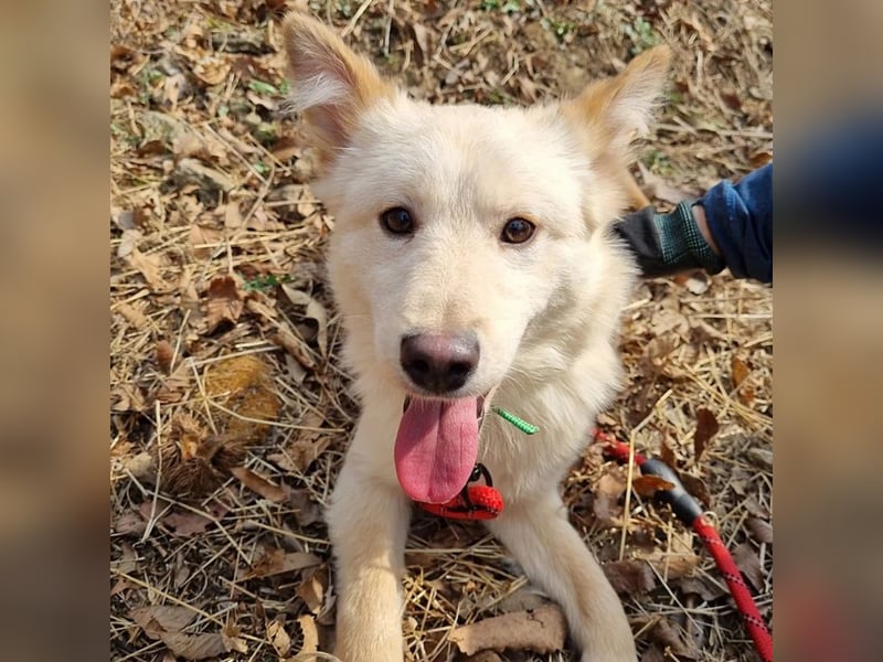 Royce ein flauschiger Rüde, ca.3 Jahre alt,ca 15 Kg,sucht Traumzuhause