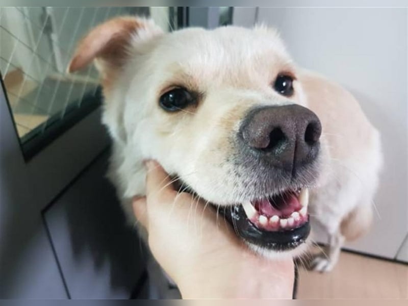 Porthos, 6 Jahre, ca 17 kg. kinderfreundlich,sucht ein tolles Zuhause