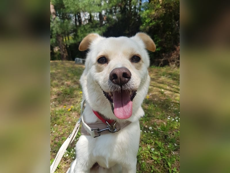 Porthos, 6 Jahre, ca 17 kg. kinderfreundlich,sucht ein tolles Zuhause