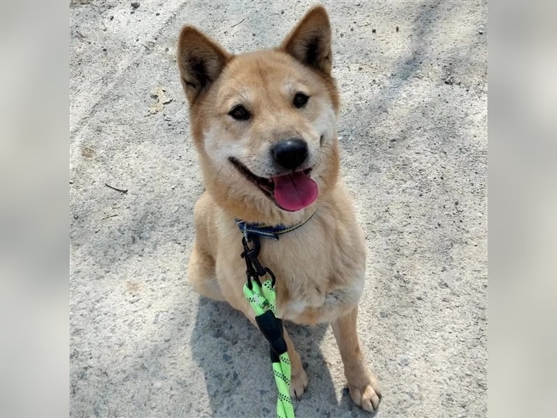 Flo  superliebe shiba mix-Hündin,Ca.20 kg,sucht wundervolles Zuhause