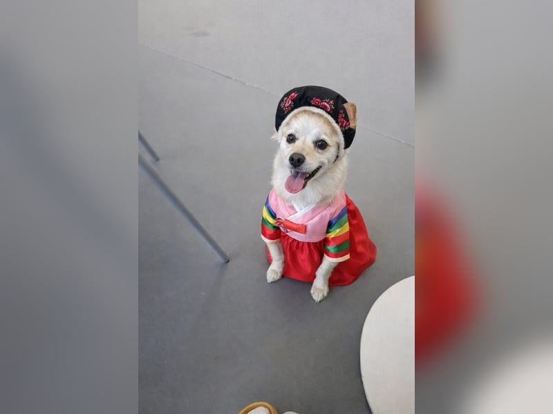 Jisoon, kluge, sehr menschenzogene Hündin