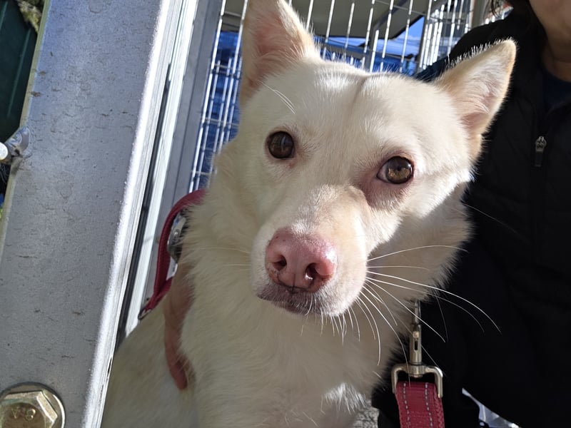 Timo, Hundemädchen sucht geduldige Familie