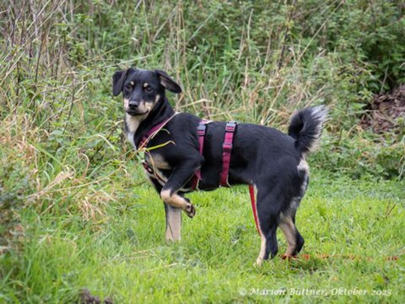 Diva ist verschmust und liebt viel Spaß zu haben