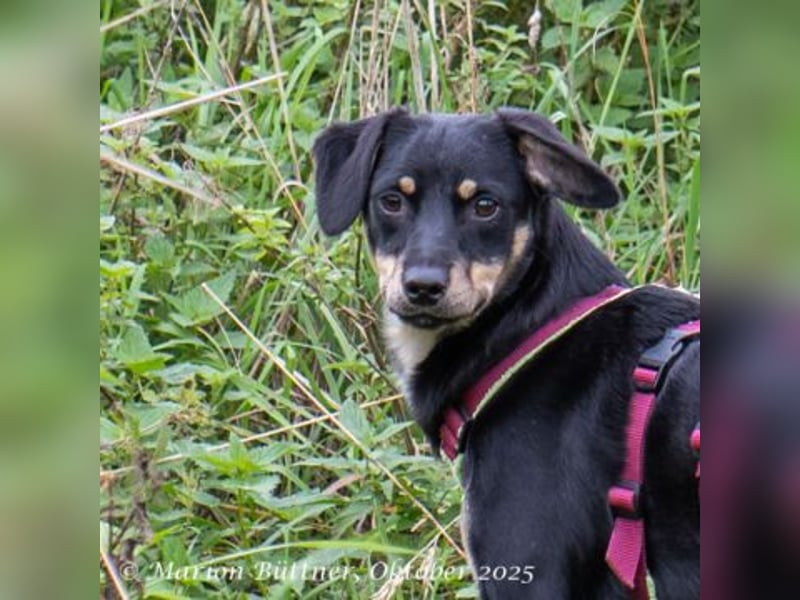 Diva ist verschmust und liebt viel Spaß zu haben