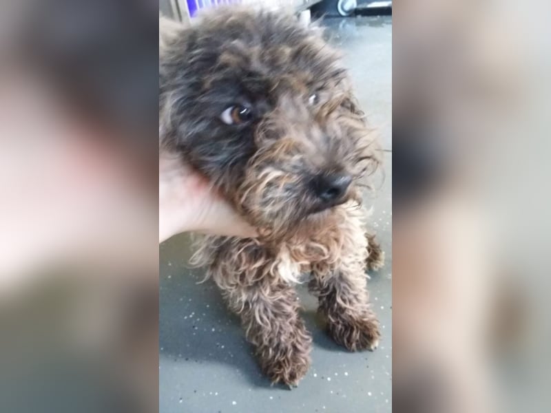 Pepe ist ein lieber Kleiner Rüde