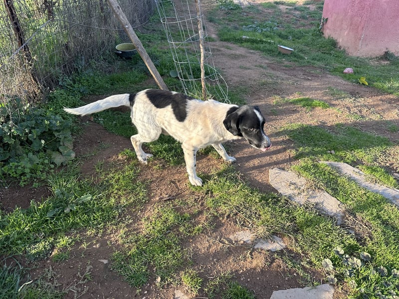 Manni - ein kleiner Hunde-Mann sucht sein großes Glück