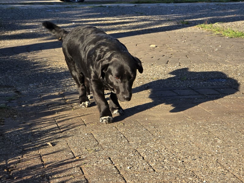 Candy - eine zuckersüße Hundedame sucht Dich