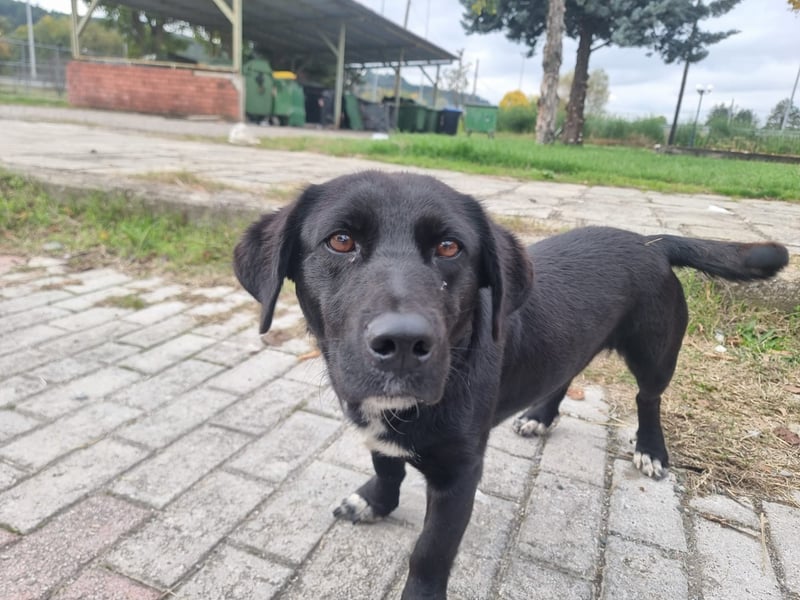 Candy - eine zuckersüße Hundedame sucht Dich