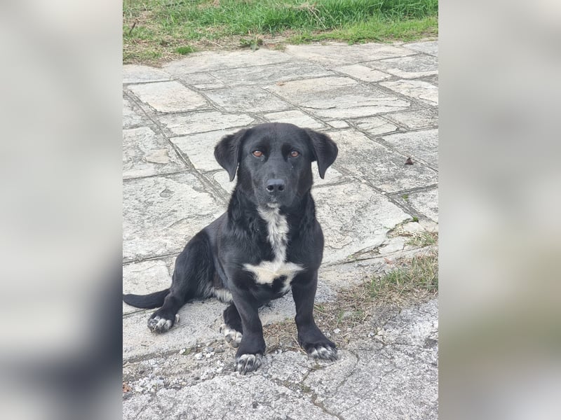 Candy -  eine zuckersüße Hundedame sucht DICH