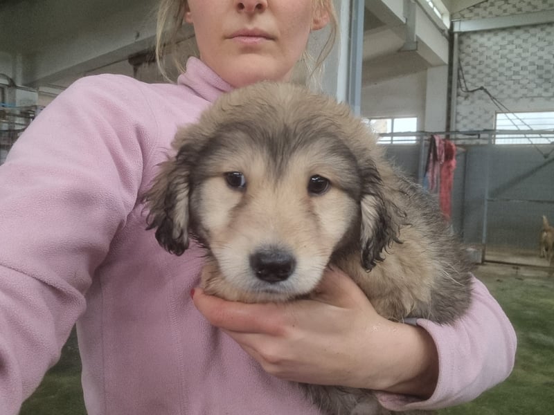 Sophie sucht ihr Glück