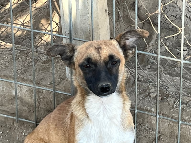 Pepe - kleiner Charmeur sucht ein Zuhause voller Liebe!
