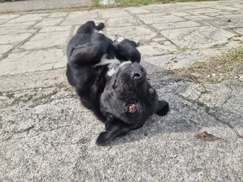 Candy -  eine zuckersüße Hundedame sucht DICH