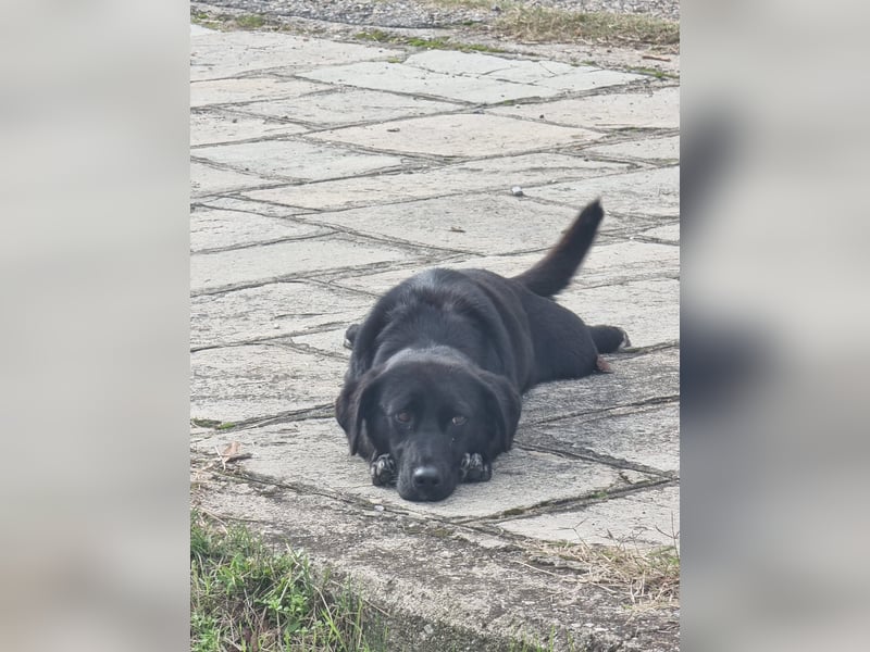 Candy - eine zuckersüße Hundedame sucht Dich