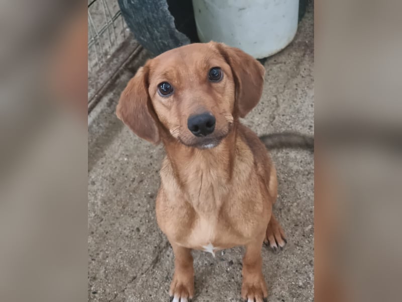 Liesel - unsere tapfere Hunde-Mama sucht ihr Glück