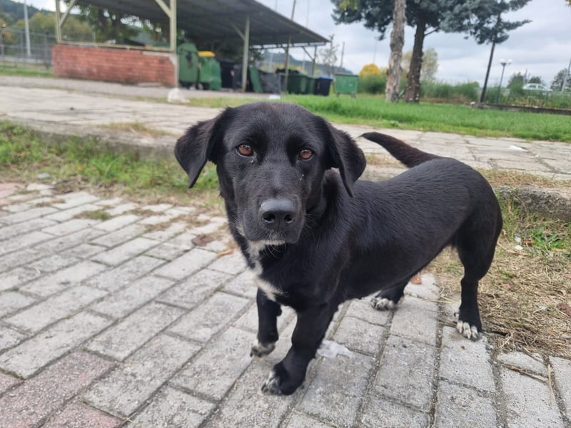 Candy -  eine zuckersüße Hundedame sucht DICH