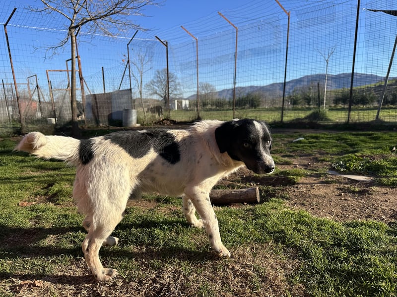 Manni - ein kleiner Hunde-Mann sucht sein großes Glück