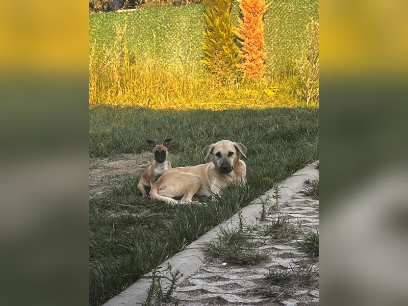 Pepe - kleiner Charmeur sucht ein Zuhause voller Liebe!