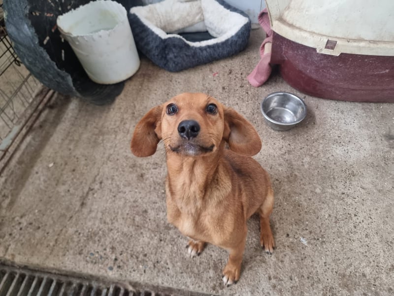 Liesel - unsere tapfere Hunde-Mama sucht ihr Glück