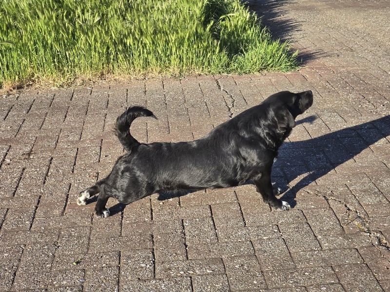 Candy - eine zuckersüße Hundedame sucht Dich