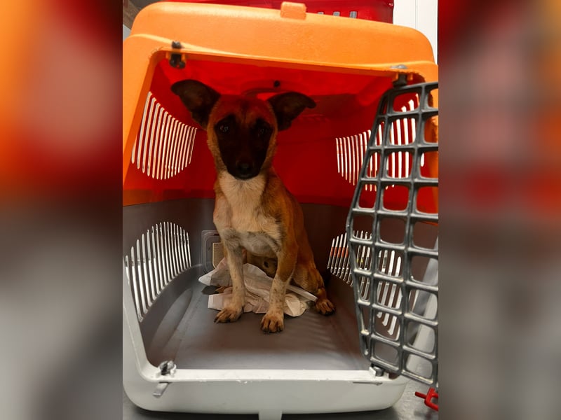 Pepe - kleiner Charmeur sucht ein Zuhause voller Liebe!