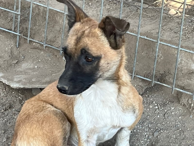 Pepe - kleiner Charmeur sucht ein Zuhause voller Liebe!