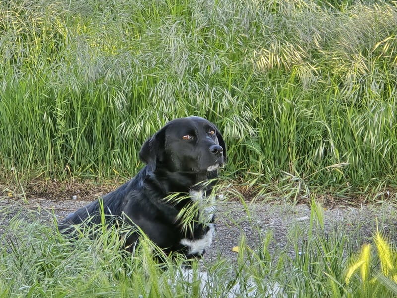Candy - eine zuckersüße Hundedame sucht Dich