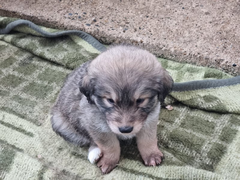 Sophie sucht ihr Glück