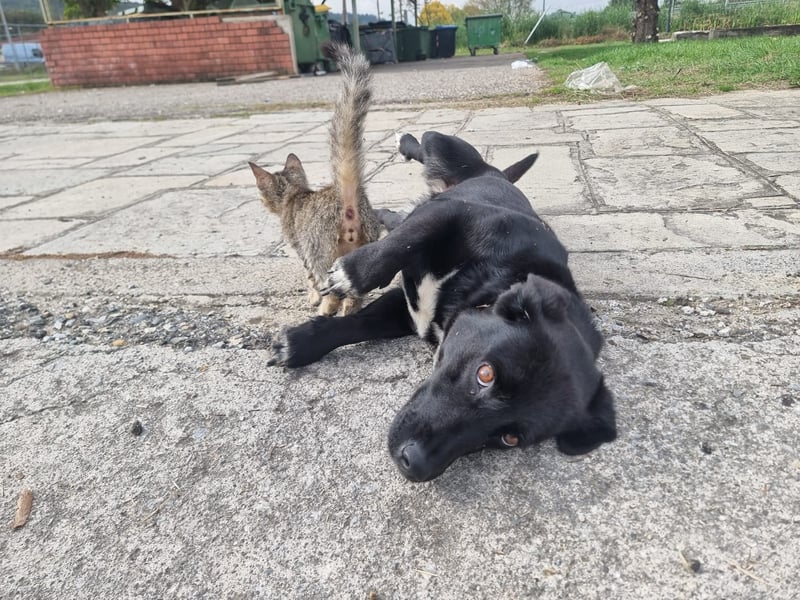 Candy - eine zuckersüße Hundedame sucht Dich