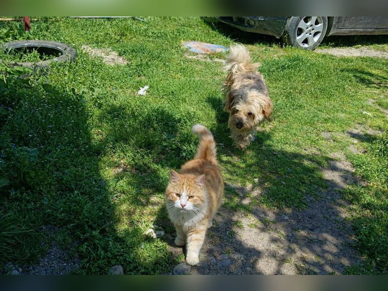 Sam - ein Herz auf vier Pfoten sucht sein Für-Immer-Zuhause