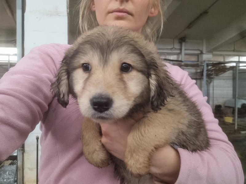 Sophie sucht ihr Glück