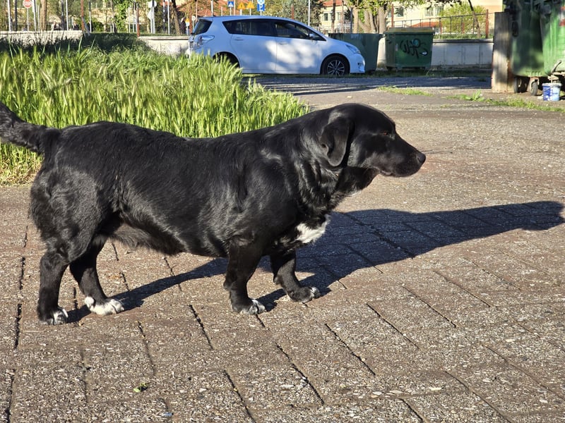 Candy - eine zuckersüße Hundedame sucht Dich