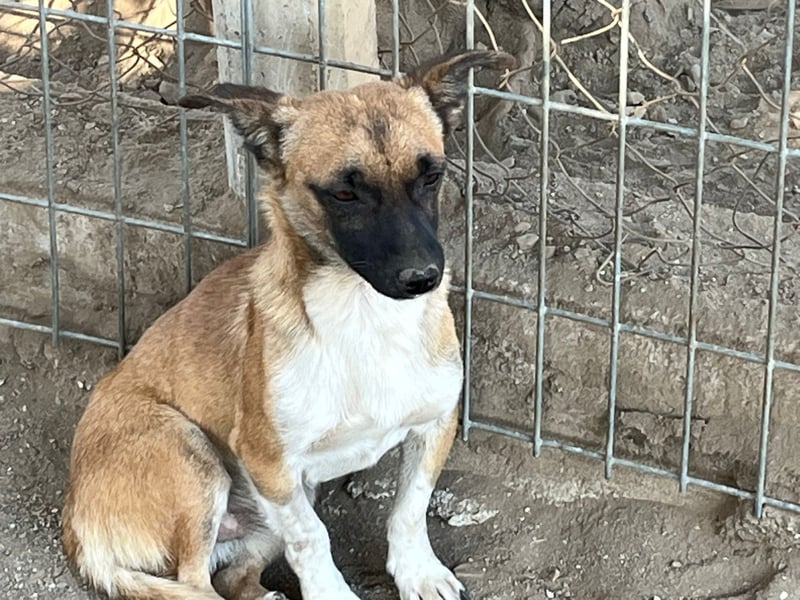 Pepe - kleiner Charmeur sucht ein Zuhause voller Liebe!
