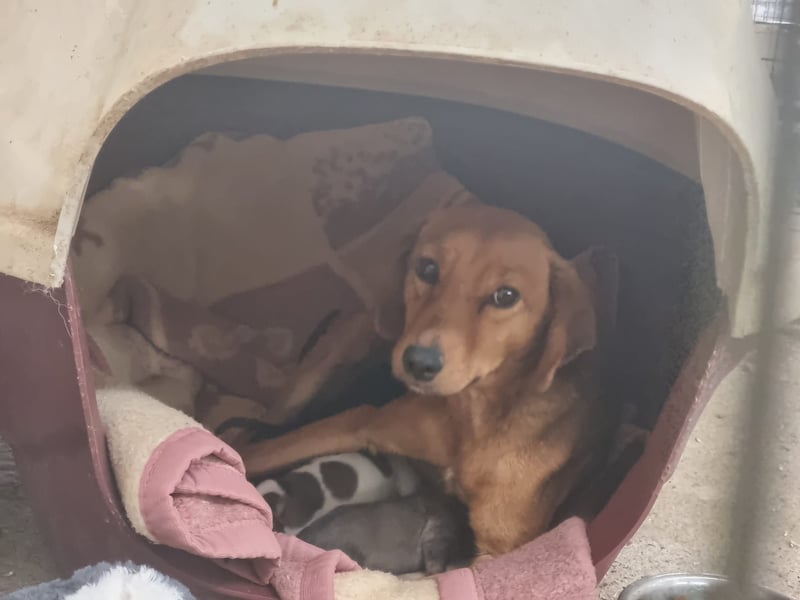 Liesel - unsere tapfere Hunde-Mama sucht ihr Glück